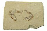 Two Cretaceous Fossil Fish - Lebanon #238369-1